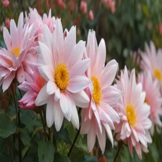 flower pictures to draw