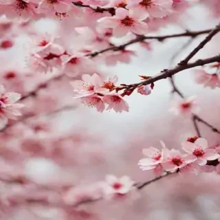 cherry blossom backround