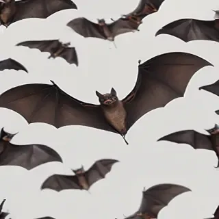 bats png