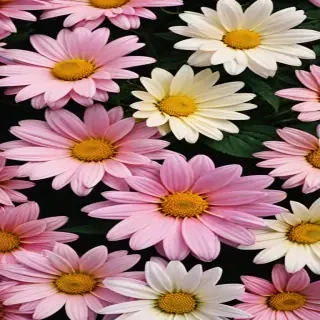 wallpaper iphone flowers
