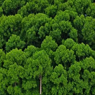 trees no background