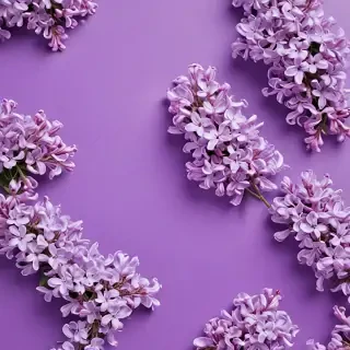 lilac background