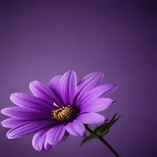 purple flower iphone wallpaper
