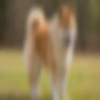 akita chow dog breed