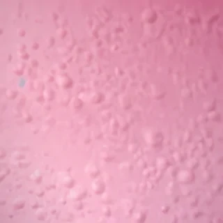 pink plain bg
