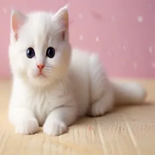 kitty wallpapers