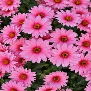 flower pictures