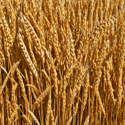 wheat png
