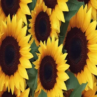 iphone cute sunflower wallpaper