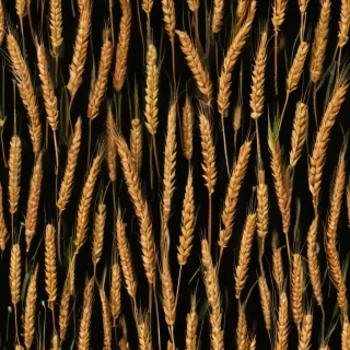 wheat png