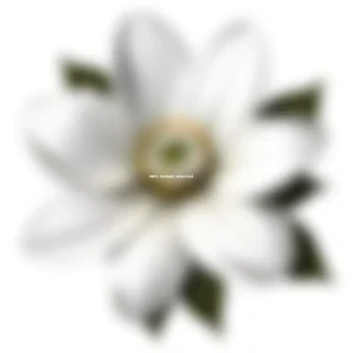 white flower png