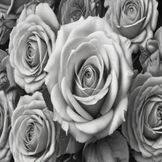 roses clipart black and white