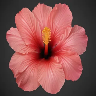 hibiscus flower png