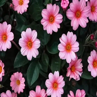 iphone flower nature wallpaper