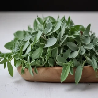 sage green aesthetic