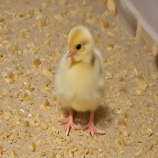 baby chicken