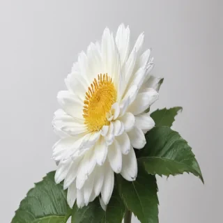 flower white bg