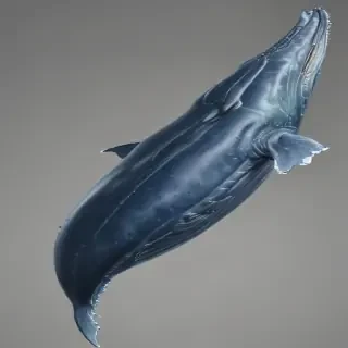 blue whale png