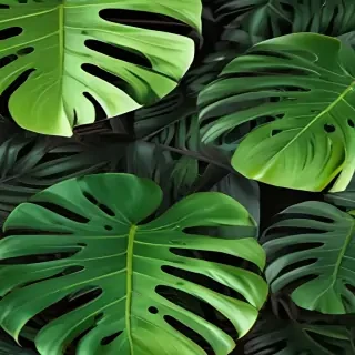 monstera background