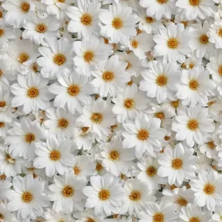 flower background white