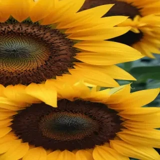 sunflower iphone background