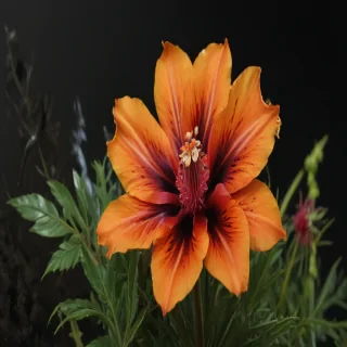 png border flower