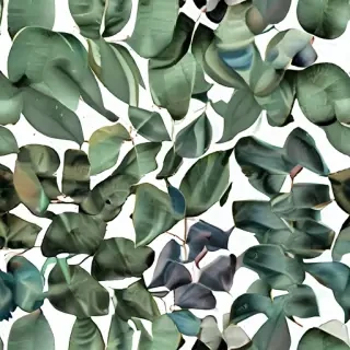 eucalyptus clipart black and white
