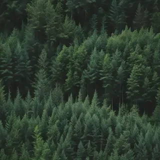 green forest aesthetic