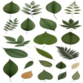 leaves png transparent