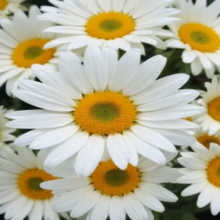 daisy desktop wallpaper