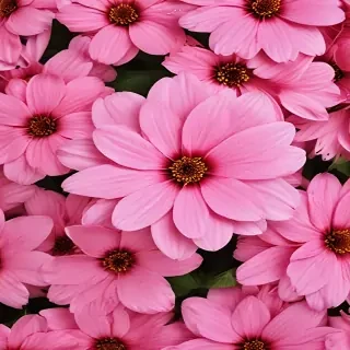pink flower background