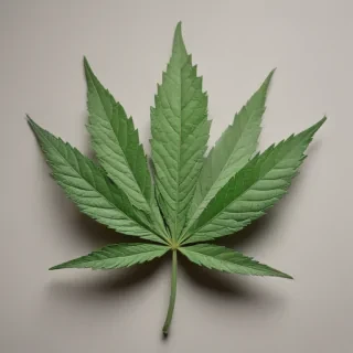 marijuana leaf
