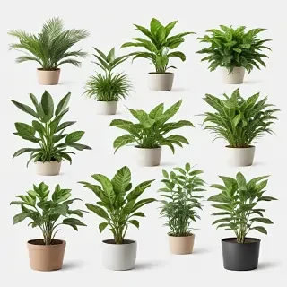 plants no background