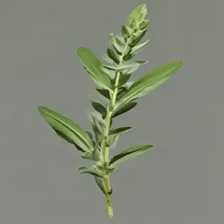 sage png