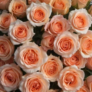 roses in background