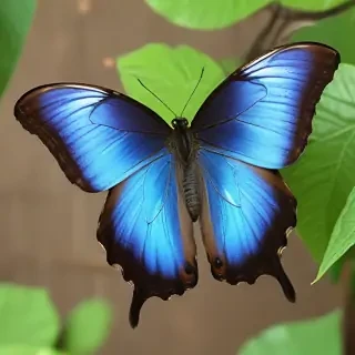 blue morpho butterfly