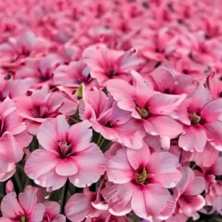 pink flower background