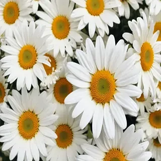 iphone daisy wallpaper