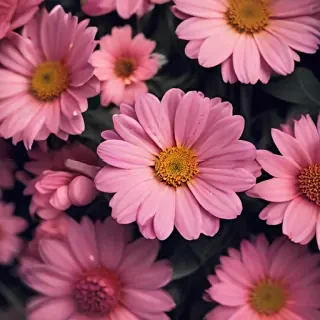 flower wallpaper iphone