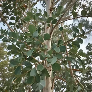 transparent eucalyptus