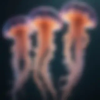 aesthetic jellyfish wallpaper