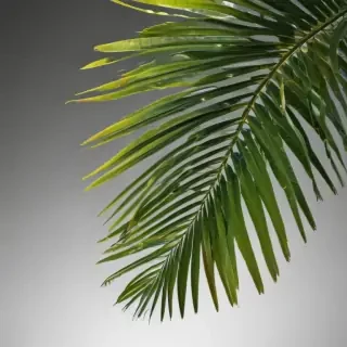 palm tree leaf png