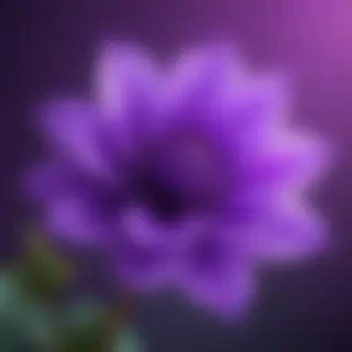 wallpapers for iphone purple