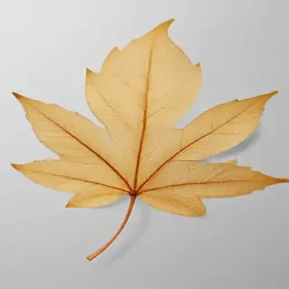 leaf transparent background