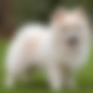 aussiepom dog breed