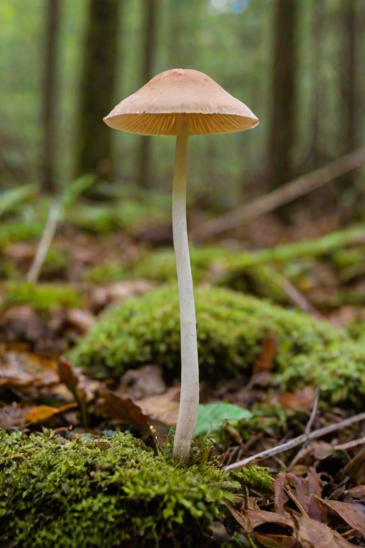 thin stemmed mushroom