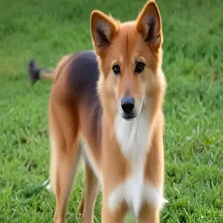 somali breed