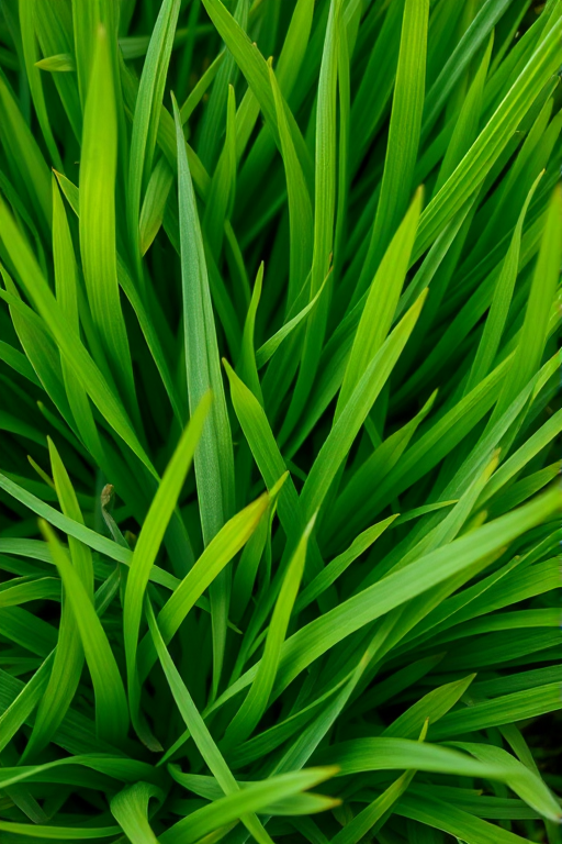 high-resolution macro shot of lush green grass with fine details and textures, aperture f/2.8, shutter speed 1/100s, ISO 100, taken with a DSLR camera, top-down view