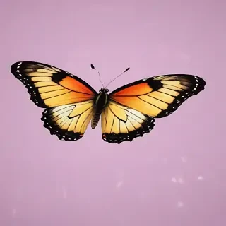 butterfly no background