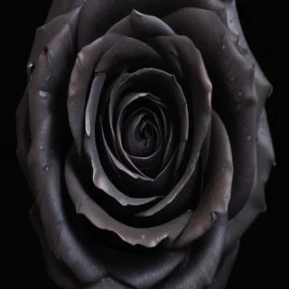 black rose background
